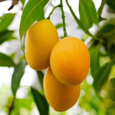 Mango Fruit Plant